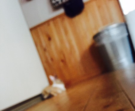 自分のお部屋から撮影したうさぎの「バディ」です